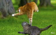 Funny Cat Jumping  10 Desktop Background
