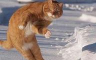 Funny Cat Jumping  12 Free Wallpaper