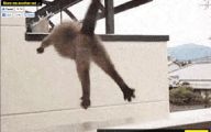 Funny Cat Jumping  13 Free Hd Wallpaper