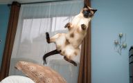 Funny Cat Jumping  14 Free Wallpaper