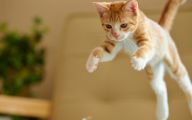 Funny Cat Jumping  15 Hd Wallpaper