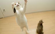 Funny Cat Jumping  18 Background Wallpaper