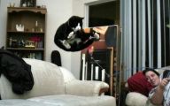 Funny Cat Jumping  2 High Resolution Wallpaper