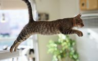 Funny Cat Jumping  20 Desktop Background