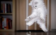 Funny Cat Jumping  26 Free Wallpaper