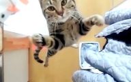 Funny Cat Jumping  33 Desktop Wallpaper