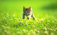 Funny Cat Jumping  6 Widescreen Wallpaper