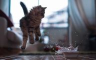 Funny Cat Jumping  8 Cool Wallpaper