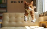 Funny Cat Jumping  9 High Resolution Wallpaper