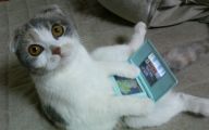 Funny Cat Playing 14 Free Wallpaper