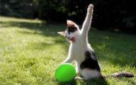 Funny Cat Playing 24 Widescreen Wallpaper
