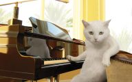 Funny Cat Playing 29 Widescreen Wallpaper