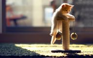 Funny Cat Playing 34 Cool Wallpaper
