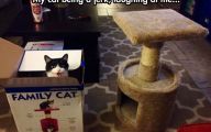 Funny Cat Playing 36 Background