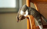 Funny Cat Playing 45 Widescreen Wallpaper