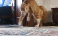 Funny Cat Running 27 Background