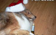 Funny Christmas Dogs 1 Wide Wallpaper