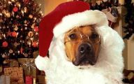 Funny Christmas Dogs 10 Background Wallpaper