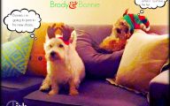 Funny Christmas Dogs 14 Widescreen Wallpaper