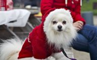 Funny Christmas Dogs 15 Cool Hd Wallpaper