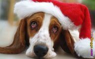 Funny Christmas Dogs 2 Background Wallpaper