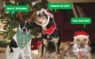 Funny Christmas Dogs 20 Free Wallpaper