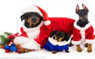 Funny Christmas Dogs 21 Free Hd Wallpaper