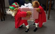 Funny Christmas Dogs 22 Background Wallpaper