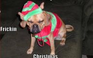 Funny Christmas Dogs 27 Background Wallpaper