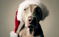 Funny Christmas Dogs 28 Desktop Background