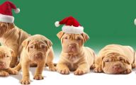 Funny Christmas Dogs 29 Desktop Wallpaper