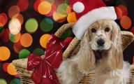 Funny Christmas Dogs 30 Cool Wallpaper
