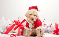 Funny Christmas Dogs 32 Widescreen Wallpaper