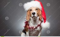 Funny Christmas Dogs 33 Background Wallpaper