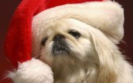 Funny Christmas Dogs 36 Desktop Background
