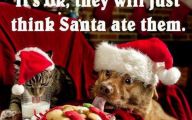 Funny Christmas Dogs 9 Cool Hd Wallpaper