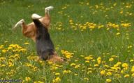 Funny Clips Of Dogs 13 Background Wallpaper