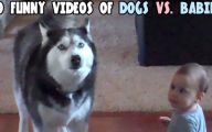 Funny Clips Of Dogs 14 Wide Wallpaper