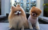 Funny Clips Of Dogs 18 Hd Wallpaper