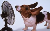 Funny Clips Of Dogs 19 Widescreen Wallpaper