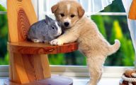 Funny Clips Of Dogs 27 Cool Hd Wallpaper