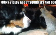 Funny Clips Of Dogs 7 Free Wallpaper