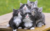 Funny Cute Cat  11 Background Wallpaper