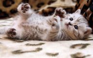 Funny Cute Cat  8 Desktop Wallpaper