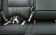 Funny Dog Backgrounds 1 High Resolution Wallpaper