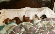 Funny Dog Bed 17 Free Wallpaper