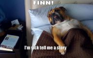 Funny Dog Bed 24 Cool Hd Wallpaper