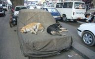 Funny Dog Bed 31 Widescreen Wallpaper