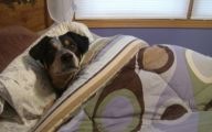Funny Dog Bed 9 Cool Hd Wallpaper
