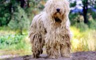 Funny Dog Breed Combinations 2 Free Wallpaper